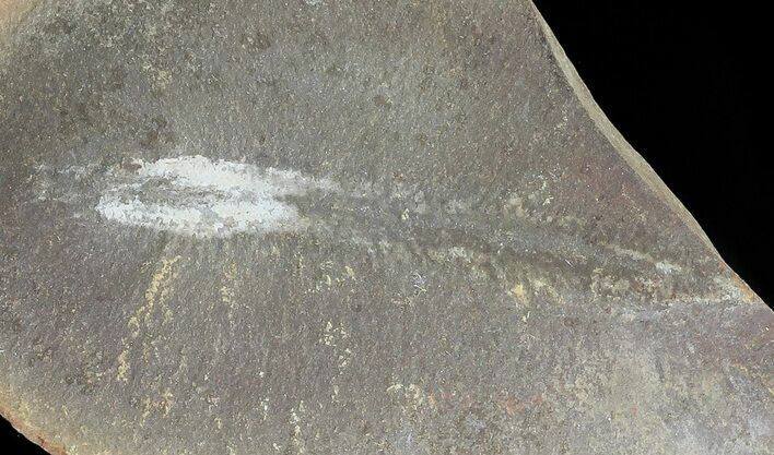 Didontogaster Fossil Worm (Pos/Neg) - Mazon Creek #70594